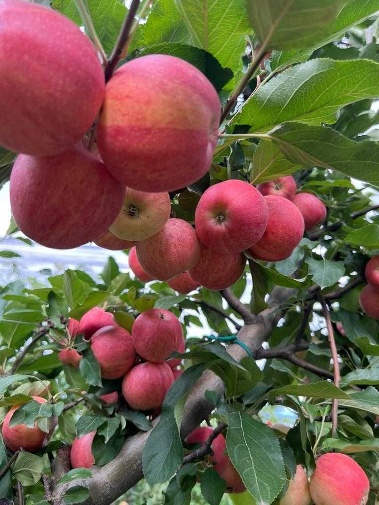 Vând mere, Gala, Golden, Granny Smith, Braeburn și Starkinson