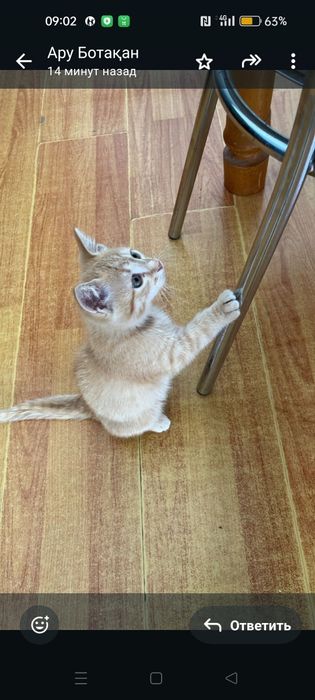 Котенок. г.Тараз