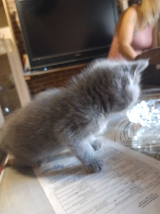 Малки британчета