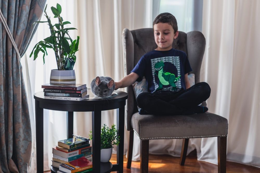 Chinchilla Sinsila Blue Diamond