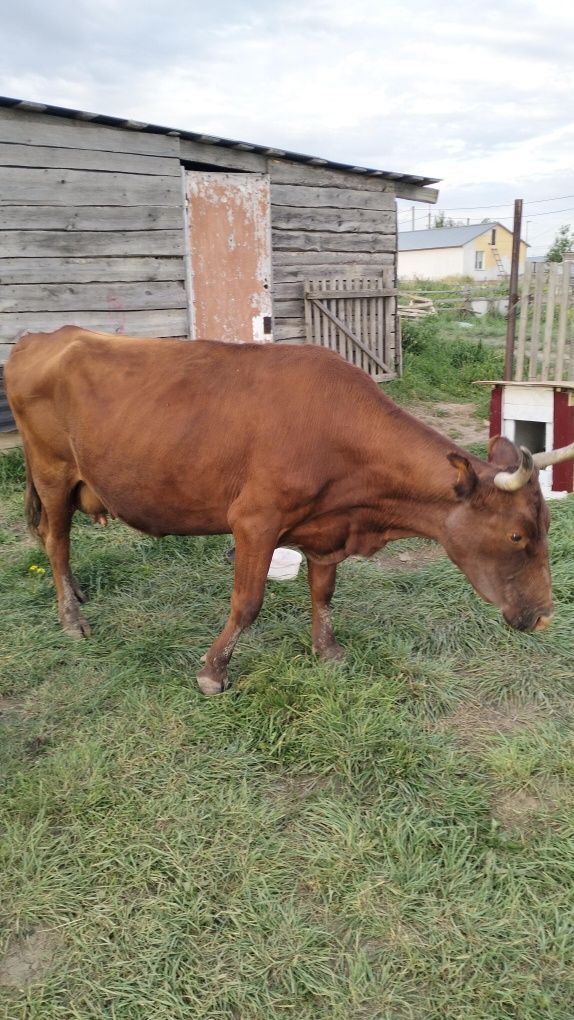 Продам корову доиную