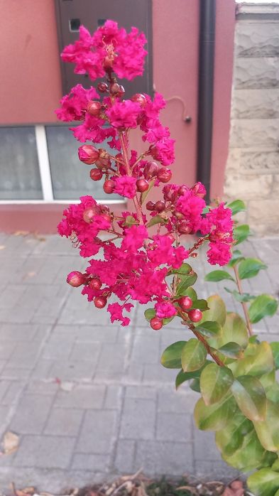 Индийски люляк/Лагерстемия/