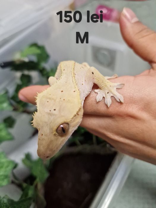 Șopârle gecko crestat