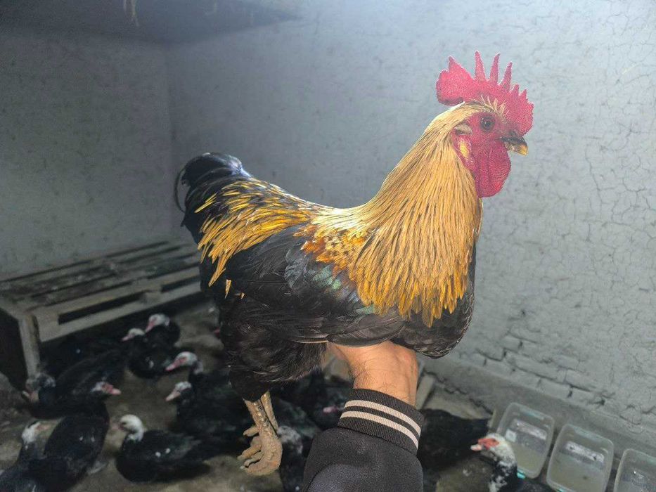 Xuroz xashaki sotiladi.