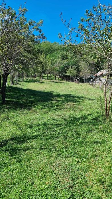 Teren vanzare calimanesti