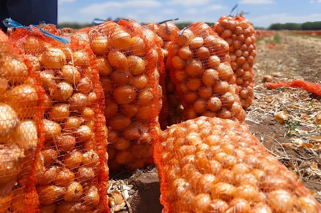 Репчатый лук мешками