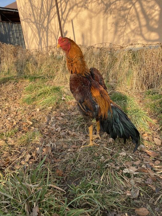 Продам о шамо  наталия