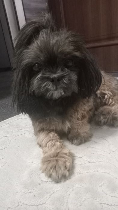 Шитцу собака в хорошие руки