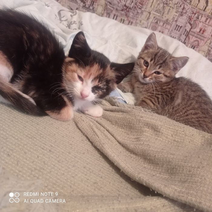 Отдам котят в хорошие руки