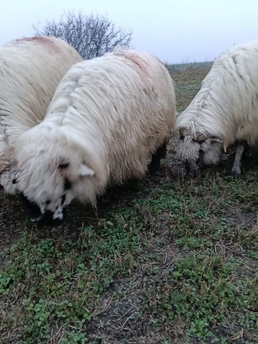 Oi disponibile de la primul miel până la al-5-lea miel.