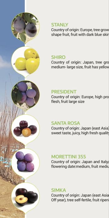 Саженцы фруктовых деревьев