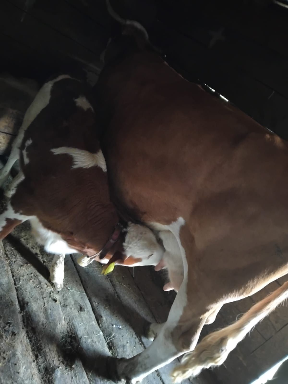 Vaca Baltata de 10 ani cu vitel