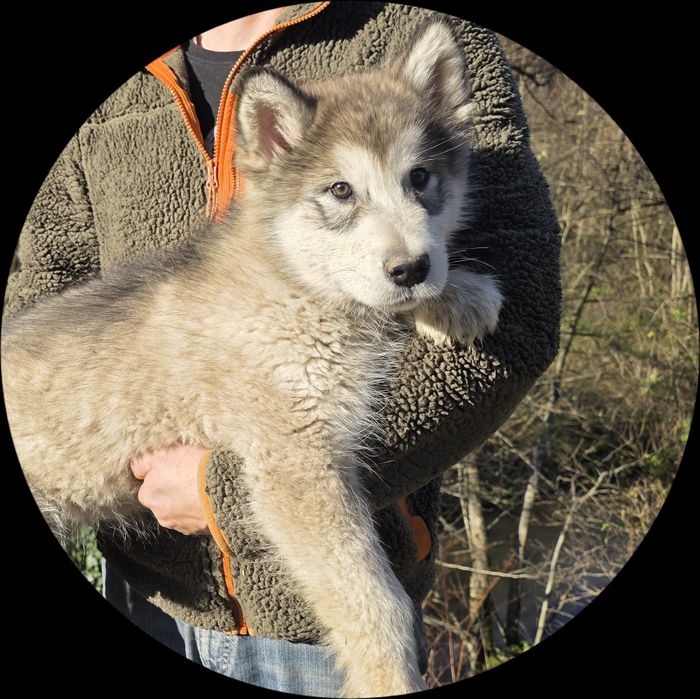 Pui Malamut de Alaska cu pedigree