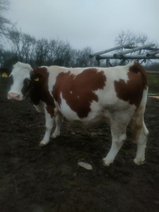 Vaca gestanta de 7 luni