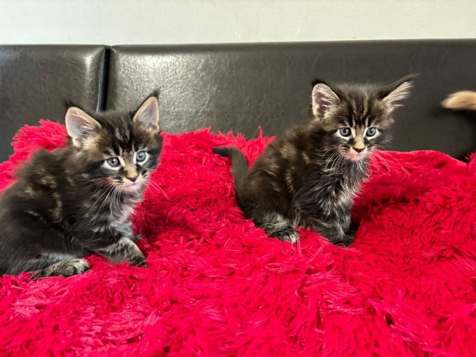 Мэй кун полидакт в продаже с отличной родословной чемпионы среди котов