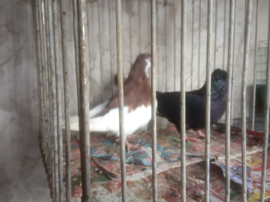 Продавам чифт кабаци