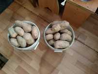 Продам картошку домашнию