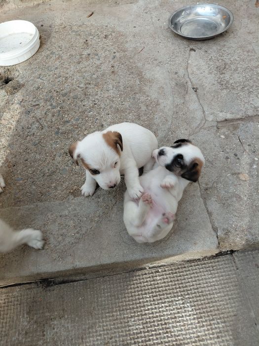 Джак Ръсел териер