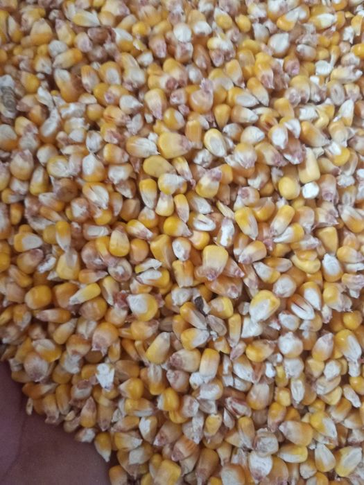 Vând grăunte foarte uscate