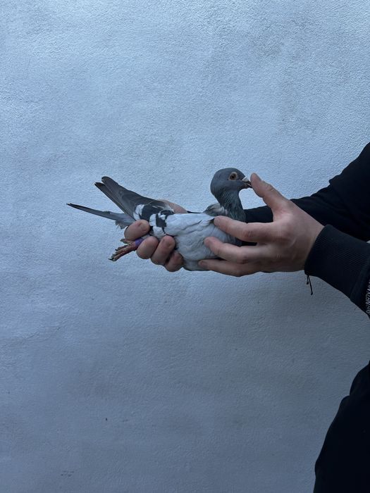 Femelă 2022 Gaby Vandenabeele