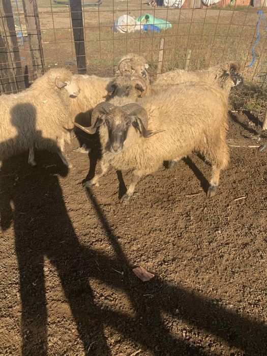 Vând berbeci tineri