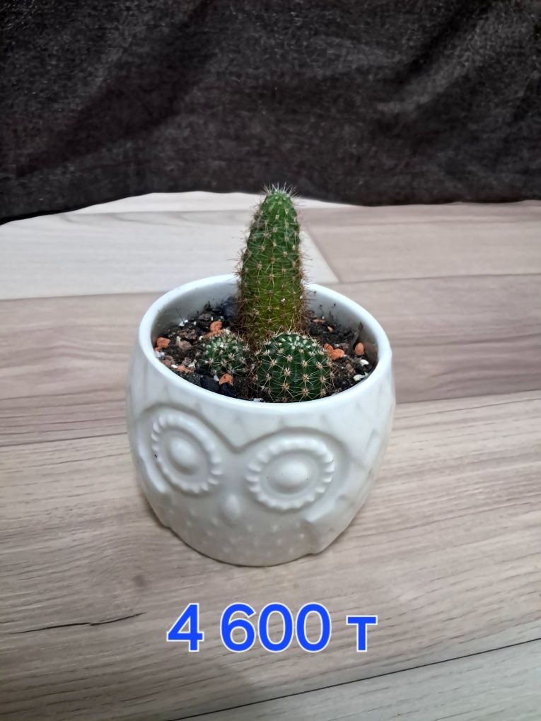 Продам кактусы и рео