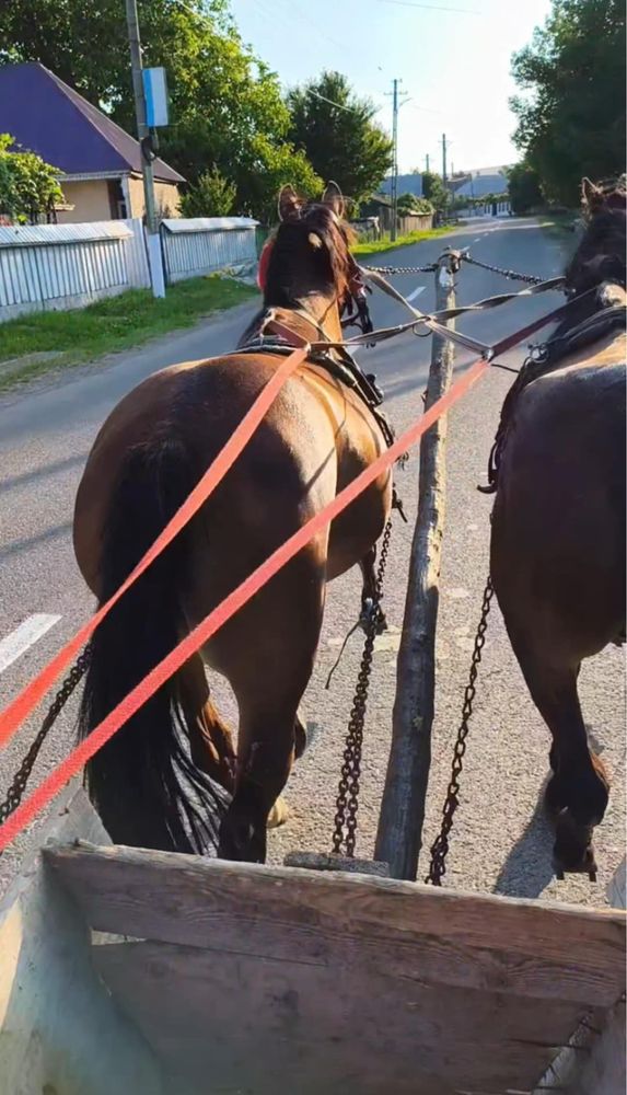 Iapa tanara buna.