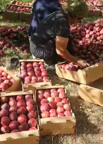 Продаётся яблоки отборные