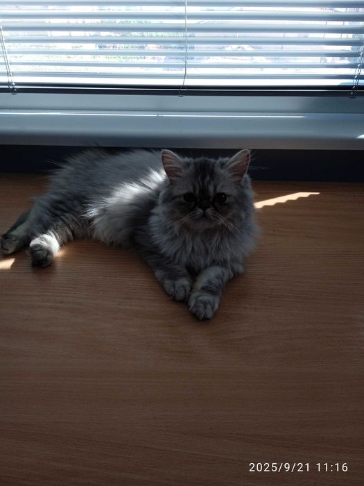 Персийски котенца