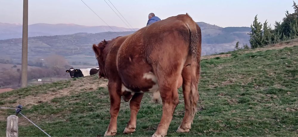 Продавам мъжки телета