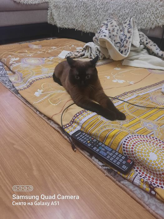 Кот ищет кошечку