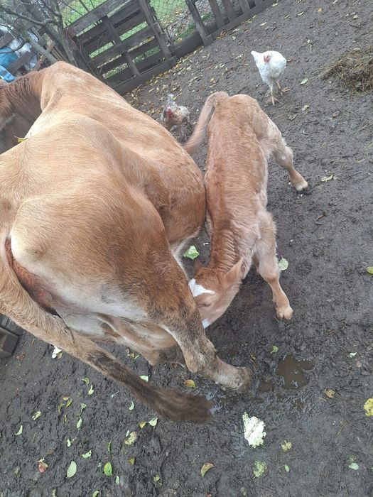 Vand vaca cu vițel de 2 săptămâni