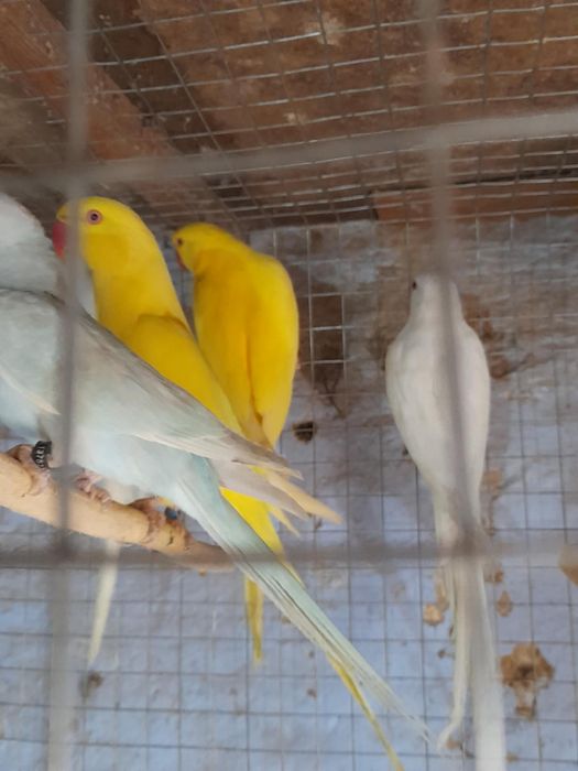 Papagali Micul Alexandru