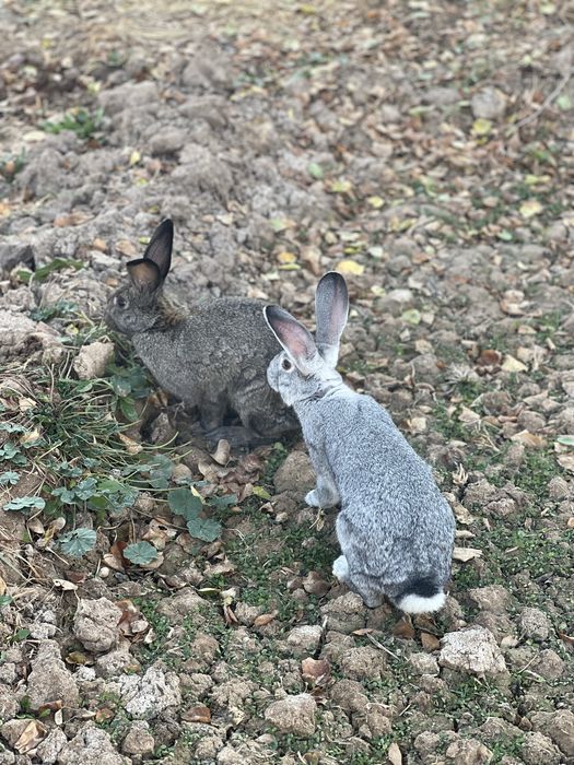 Quyonlar sotiladi erkak ayol hammasi soglom