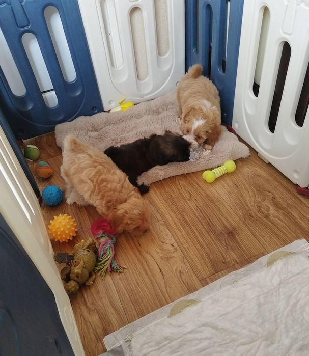 Shih-poo dogs/mini poodle