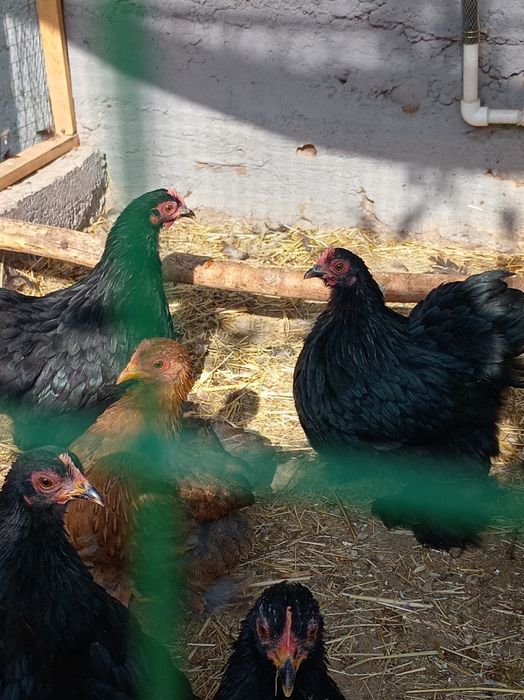 Япон хурози ва товуги.