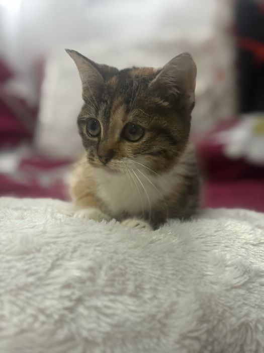 Donez Pui de Pisica , Rasa Europeana , Varsta 2 luni