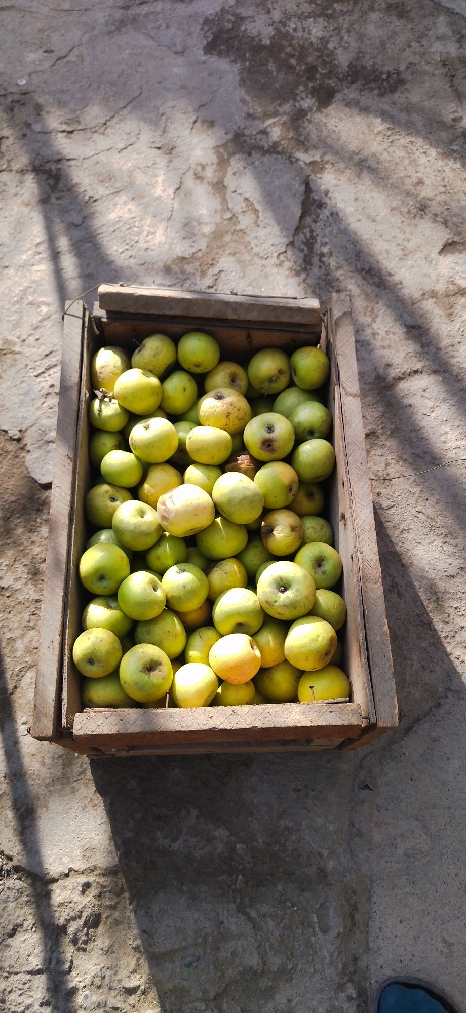 Olmaa sirkasi damashne tabiy