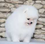 Baietel pomeranian mini/toy!