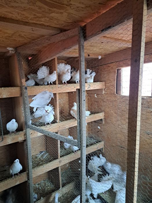 Porumbei pava de vanzare