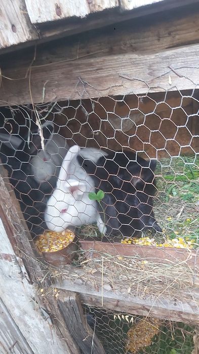 Vand 3 iepuri mar la 100 lei toti 3