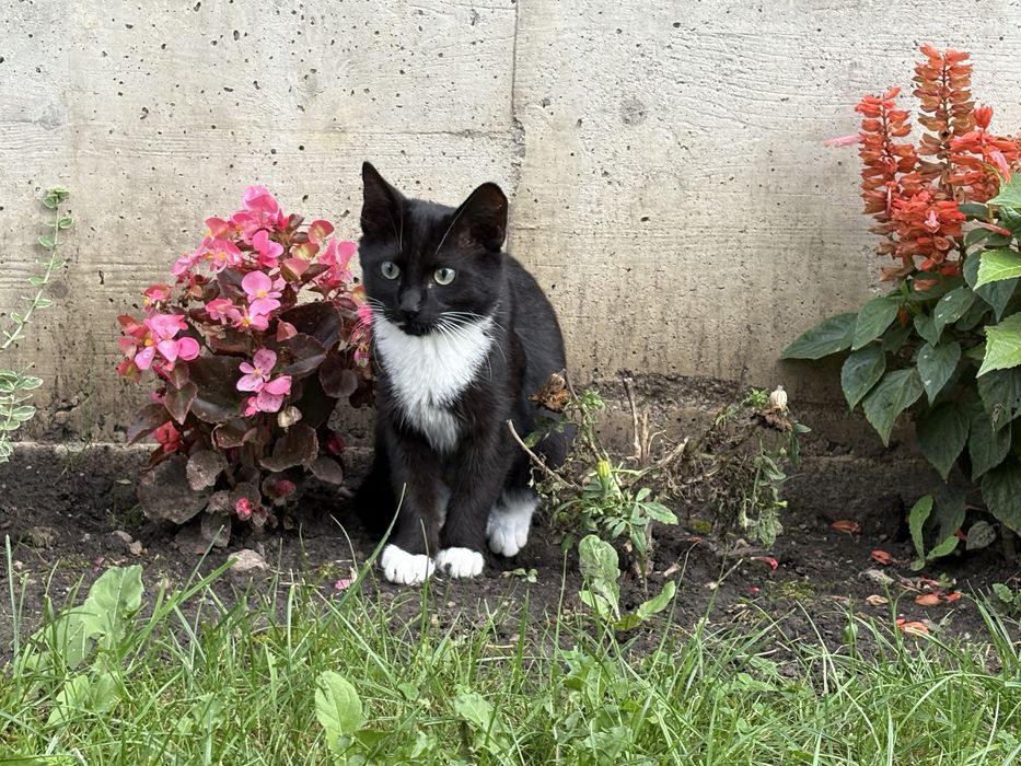 Pic si Poc isi cauta casuta - pisoi spre adoptie