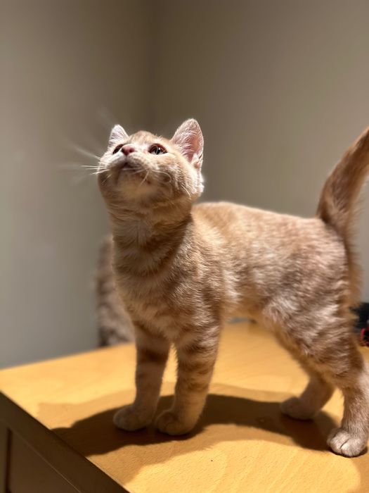 British Blue Point Британски