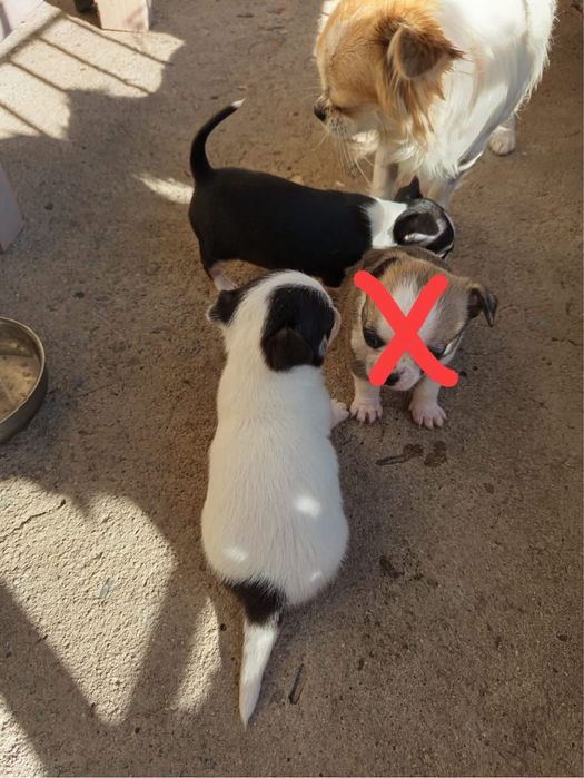 Женски чихуахуа