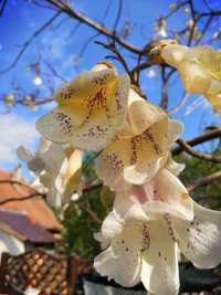 Rasaduri paulownia tementosa cu flori albe