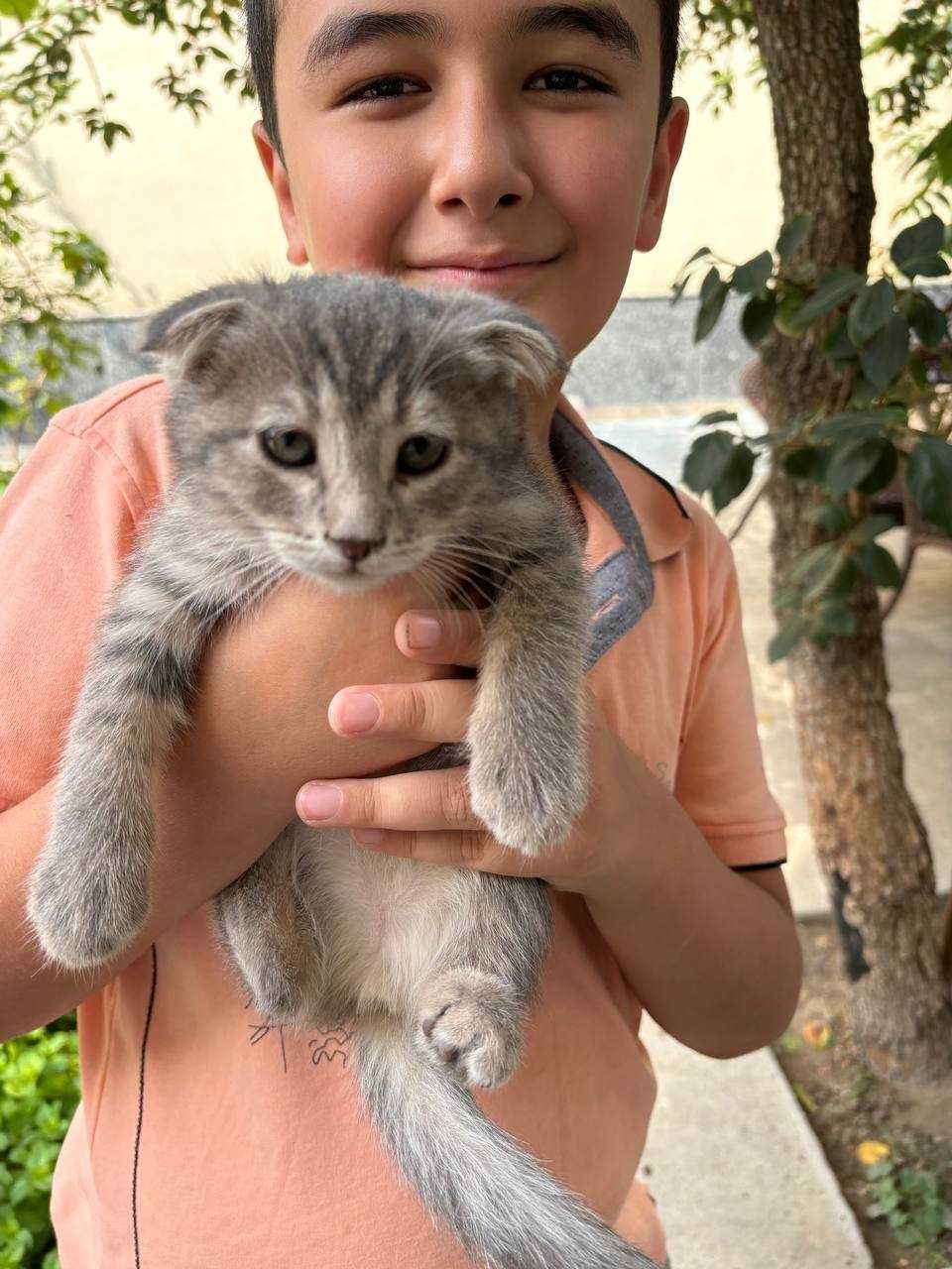 Продается котенок вислоухая британская шиншила !!!
