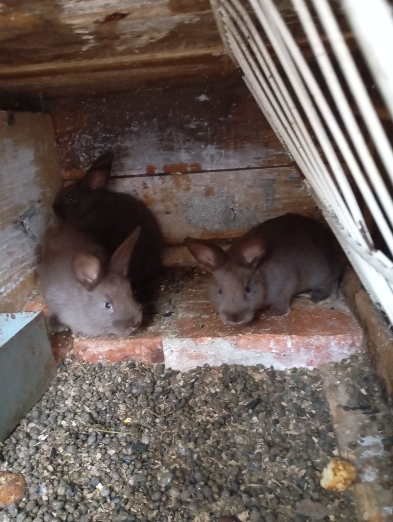 De vânzare,3 iepuri albastru vienez 40 lei buc.