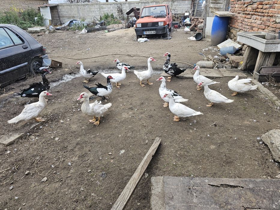 Неми патки таз годишни