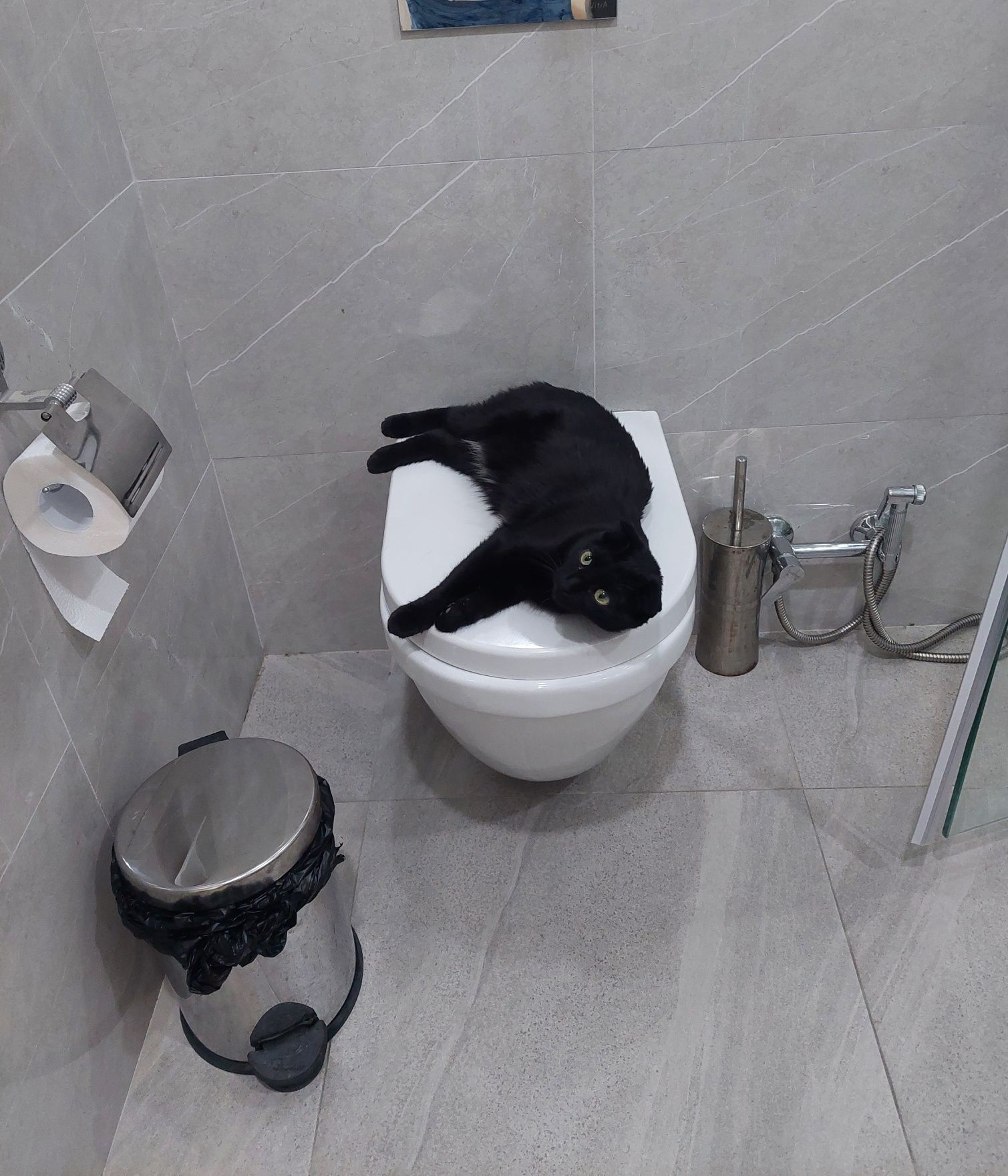 Кошка скоттиш фолд кастрированная Ташкент