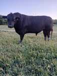 Vand Taur Black Angus